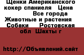 Щенки Американского кокер спаниеля › Цена ­ 15 000 - Все города Животные и растения » Собаки   . Ростовская обл.,Шахты г.